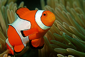 clownfish