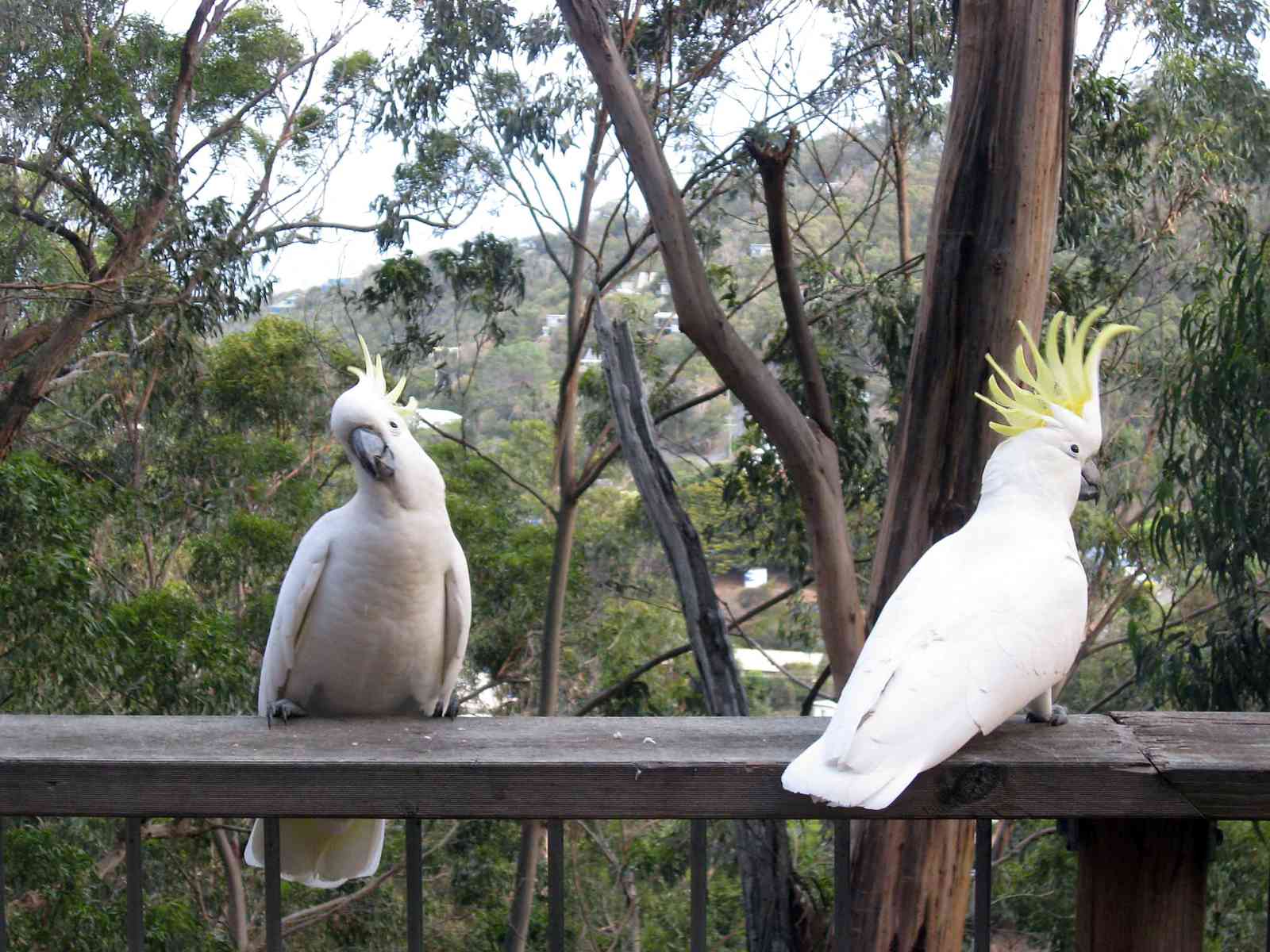 Cockatoos