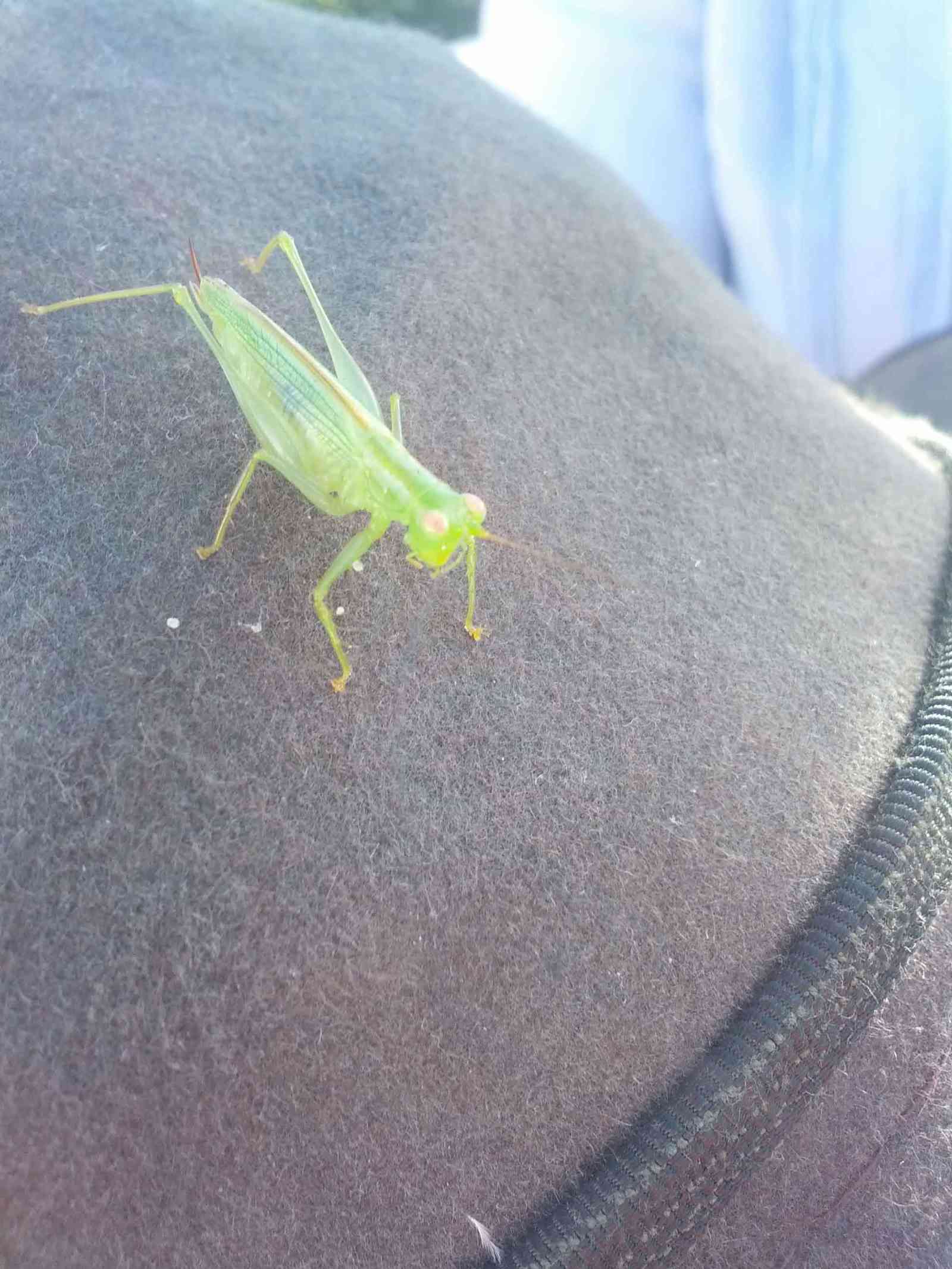 Grasshopper on an Akubra hat