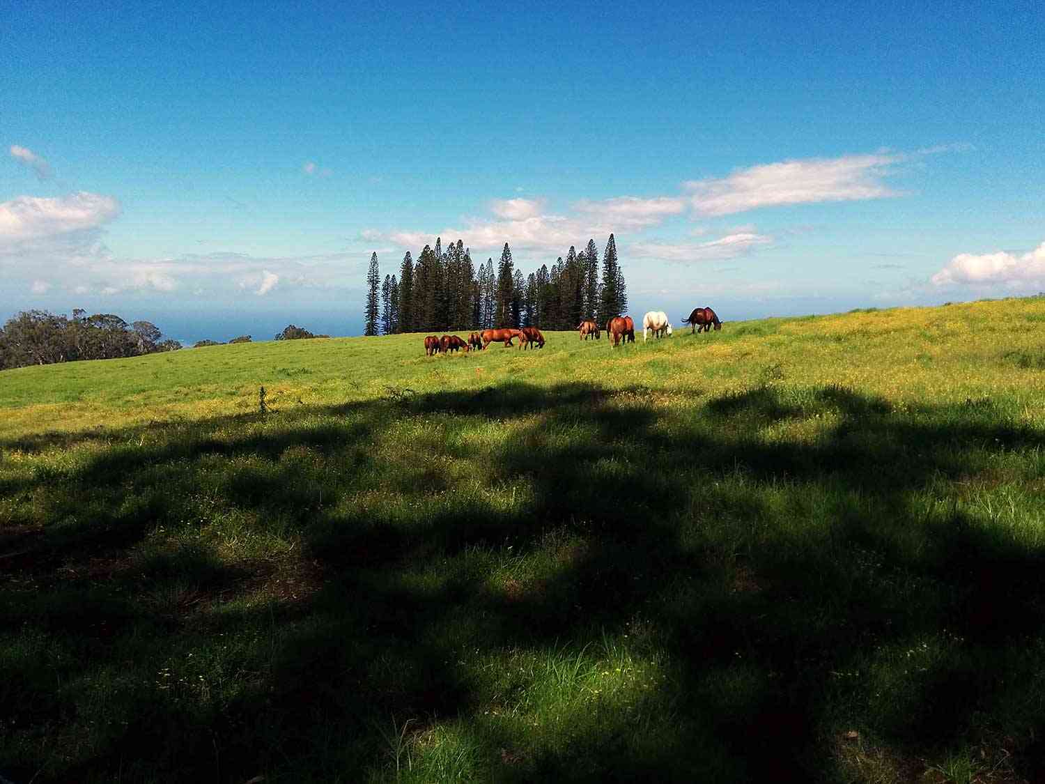 Horses in Hawaii