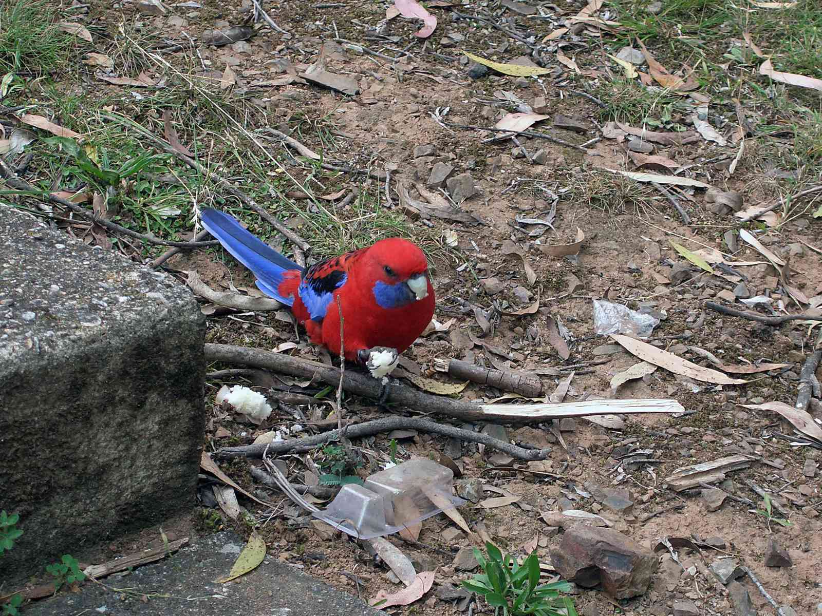 Australian rosella